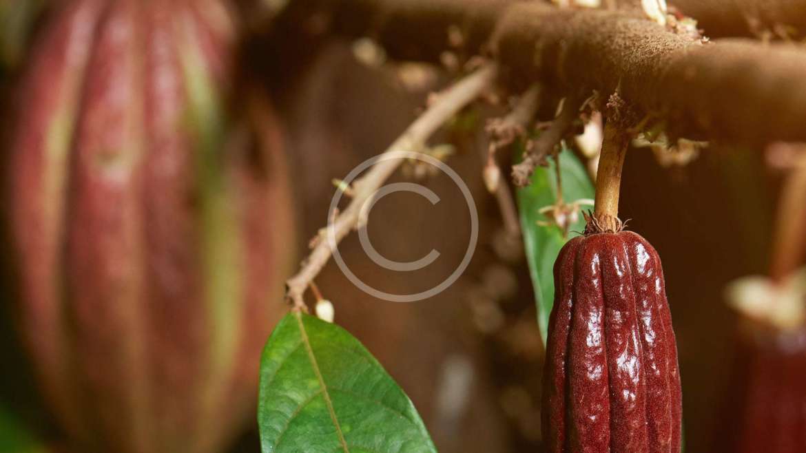 Selecting Cacao Beans