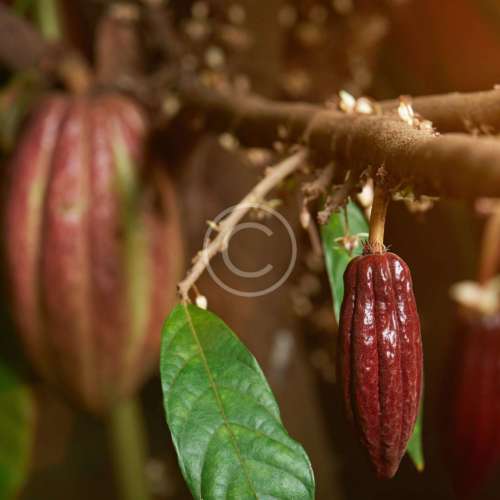 Selecting Cacao Beans